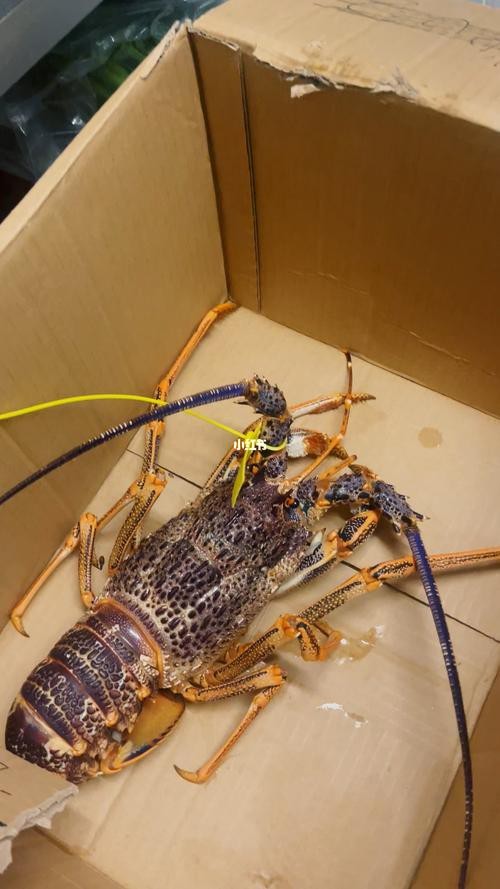 有沒有高清的大龍蝦圖片？ 有沒有高清的大龍蝦圖片？ 龍魚百科 第10張