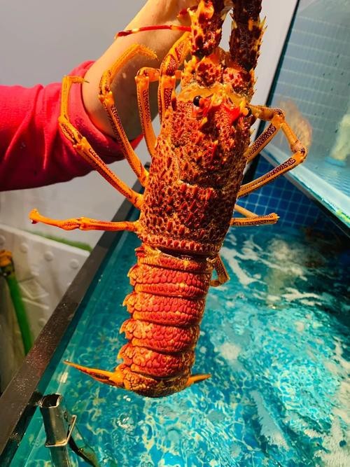 有沒有高清的大龍蝦圖片？ 有沒有高清的大龍蝦圖片？ 龍魚百科 第14張