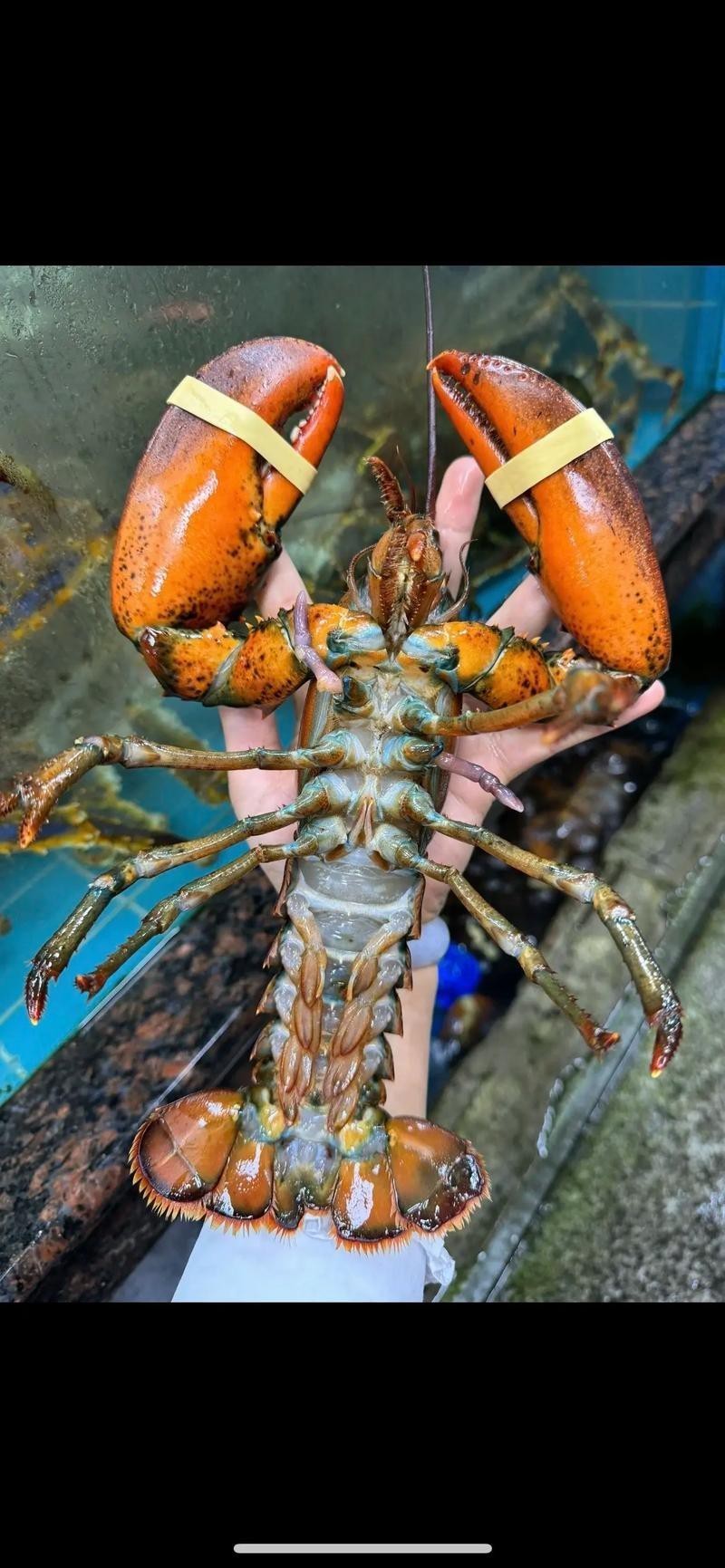 有沒有高清的大龍蝦圖片？ 有沒有高清的大龍蝦圖片？ 龍魚百科 第27張