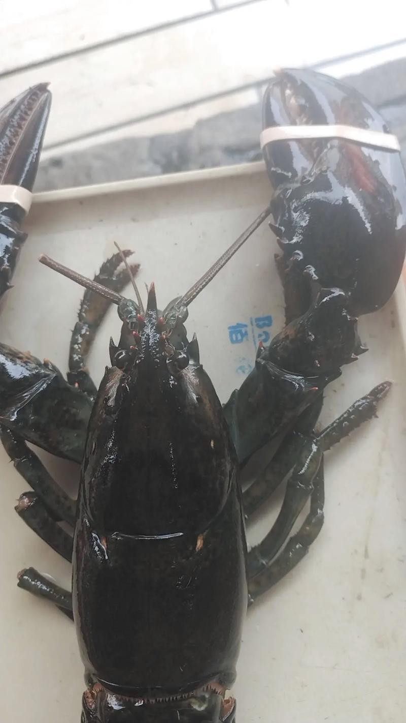 有沒有高清的大龍蝦圖片？ 有沒有高清的大龍蝦圖片？ 龍魚百科 第31張