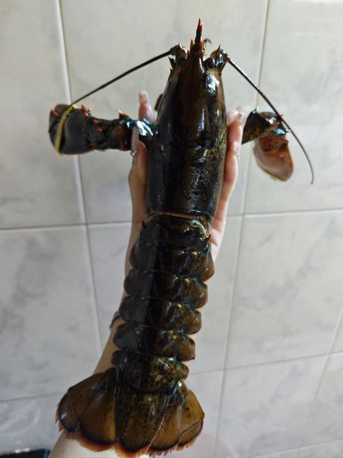 有沒有高清的大龍蝦圖片？ 有沒有高清的大龍蝦圖片？ 龍魚百科 第30張