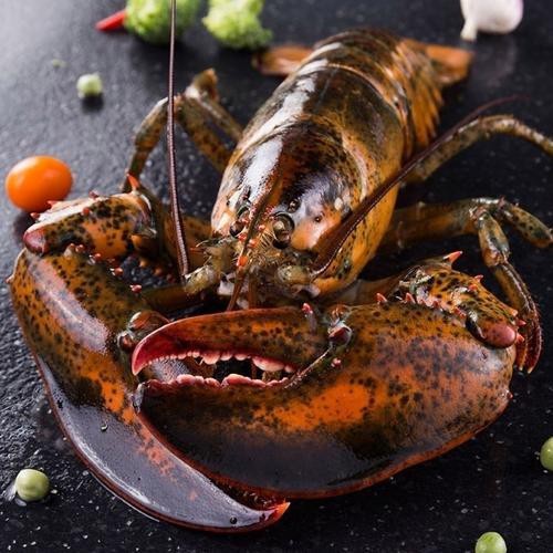 有沒有高清的大龍蝦圖片？ 有沒有高清的大龍蝦圖片？ 龍魚百科 第35張
