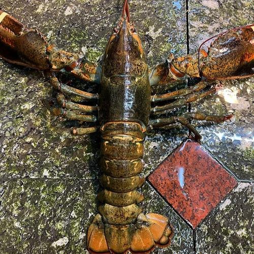 有沒有高清的大龍蝦圖片？ 有沒有高清的大龍蝦圖片？ 龍魚百科 第39張