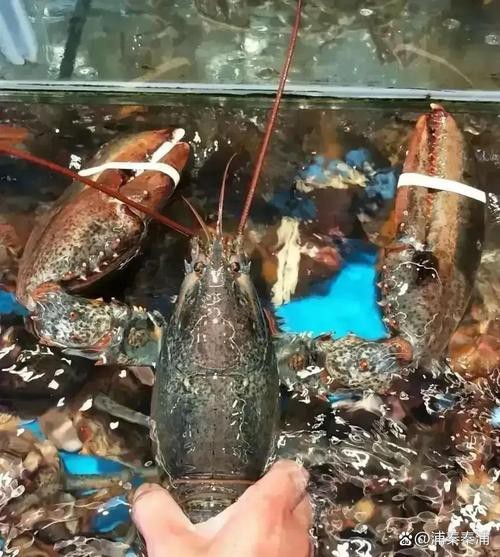 有沒有高清的大龍蝦圖片？ 有沒有高清的大龍蝦圖片？ 龍魚百科 第47張