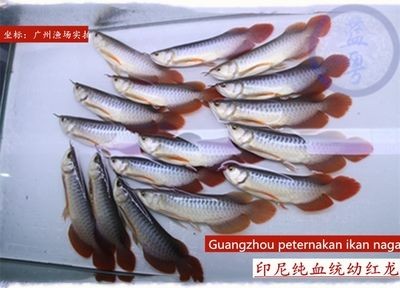 印尼龍魚(yú)進(jìn)口需要走哪些流程（印尼龍魚(yú)的進(jìn)口管理）