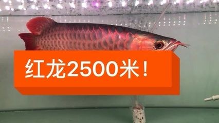 印尼龍魚(yú)進(jìn)口需要走哪些流程（印尼龍魚(yú)的進(jìn)口管理）