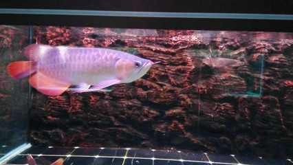 印尼龍魚進口需要走哪些流程（印尼龍魚的進口管理）