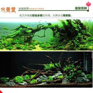 海星生態魚缸的養護秘籍：海星生態魚缸怎么樣