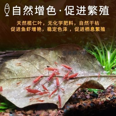 藍龍魚需要多大的魚缸?(藍龍魚最佳混養伙伴是什么藍龍魚的最佳混養伙伴是什么) 龍魚百科 第1張 藍龍魚需要多大的魚缸?(藍龍魚最佳混養伙伴是什么藍龍魚的最佳混養伙伴是什么) 藍龍魚需要多大的魚缸?(藍龍魚最佳混養伙伴是什么藍龍魚的最佳混養伙伴是什么) 龍魚百科 第1張
