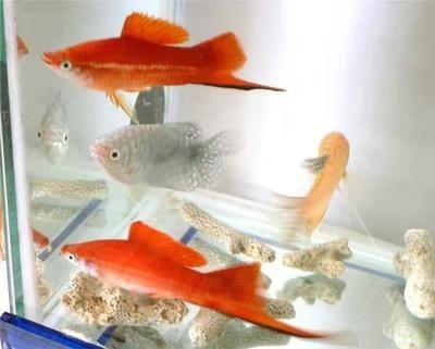 新龍魚入缸不吃食怎么辦：新龍魚入缸不吃食怎么辦新龍魚入缸不吃食怎么辦