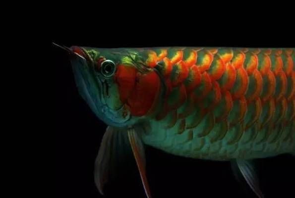 加里曼丹紅龍魚(yú)和大湖龍魚(yú)哪個(gè)好【加里曼丹紅龍魚(yú)與加里曼丹紅龍魚(yú)的飼養(yǎng)難度加里曼丹紅龍魚(yú)】