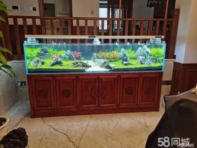 海陽哪里賣魚缸（海陽市寵物文化海陽市魚缸銷售點信息：養魚技巧與常見誤區）