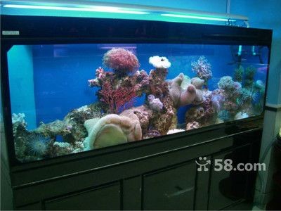 海陽哪里賣魚缸（海陽市寵物文化海陽市魚缸銷售點信息：養魚技巧與常見誤區）