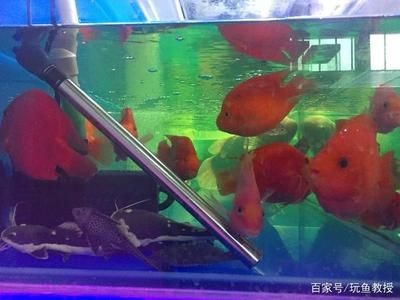 魚缸加熱棒有安全隱患嗎:加熱棒干燒后的正確處理方法 魚缸百科 第5張 魚缸加熱棒有安全隱患嗎:加熱棒干燒后的正確處理方法 魚缸加熱棒有安全隱患嗎:加熱棒干燒后的正確處理方法 魚缸百科 第5張