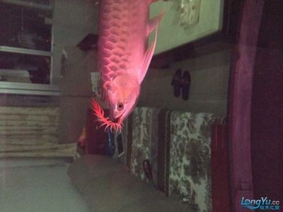 龍魚幾天吃一次蜈蚣：龍魚喂食蜈蚣的頻率