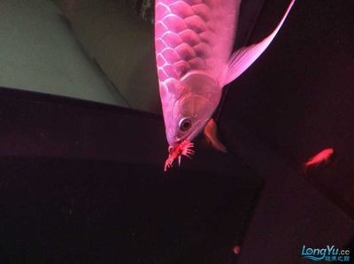 龍魚幾天吃一次蜈蚣：龍魚喂食蜈蚣的頻率