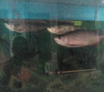 海安熱帶魚林水族館（海安觀賞魚） 海安熱帶魚林水族館（海安觀賞魚） 全國水族館企業名錄 第3張