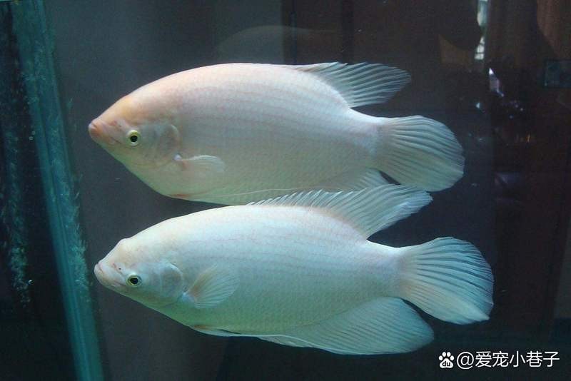 銀龍魚與發財魚混養 銀龍魚與發財魚混養 龍魚百科 第3張