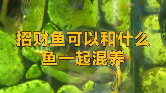 銀龍魚與發財魚混養 銀龍魚與發財魚混養 龍魚百科 第1張