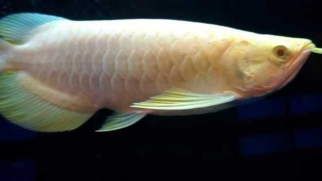 白化金龍魚值多少錢（白化金龍魚價格因尺寸、健康狀況和稀有度而異，白化金龍魚飼養(yǎng)技巧）
