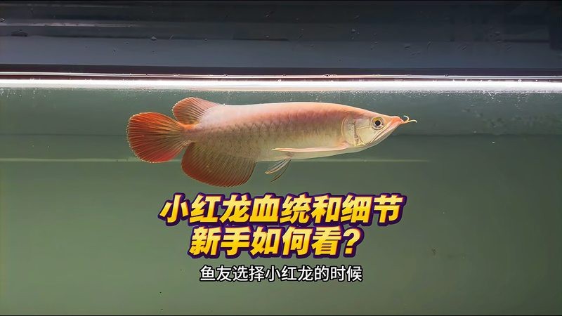 如何挑選健康優質的紅龍魚苗？