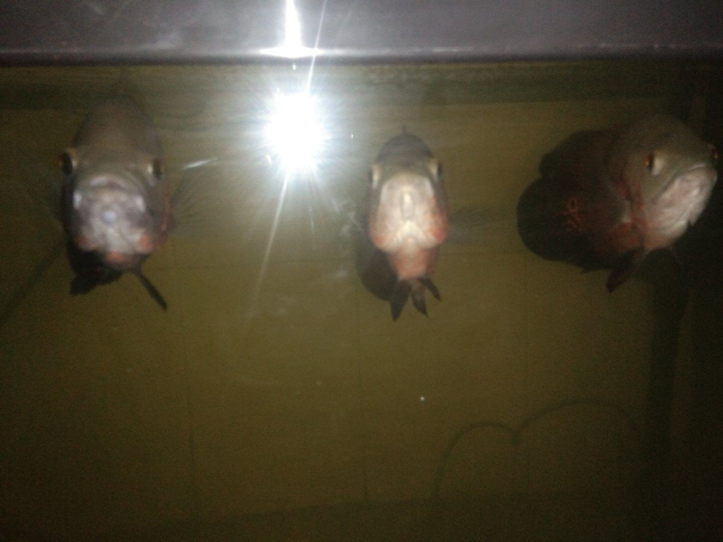 購買銀龍魚怎么挑選品種（如何挑選優(yōu)質(zhì)銀龍魚）