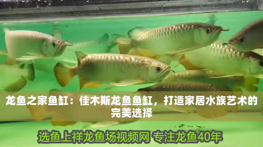 龍魚之家魚缸：<strong><mark>佳木斯</mark></strong>龍魚魚缸，打造家居水族藝術(shù)的完美選擇