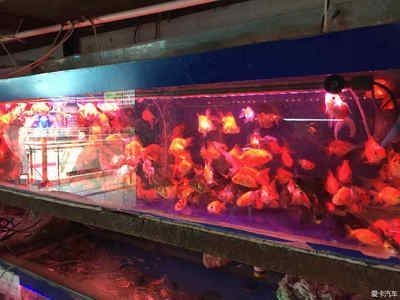 武漢觀賞魚批發市場（武漢觀賞魚市場排名武漢觀賞魚批發市場排名）