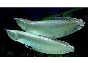 銀龍魚水族箱布置建議：銀龍魚水族箱布置建議銀龍魚水族箱照明技巧