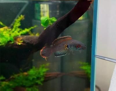 黃金眼鏡蛇雷龍魚缸，黃金眼鏡蛇雷龍魚缸布置