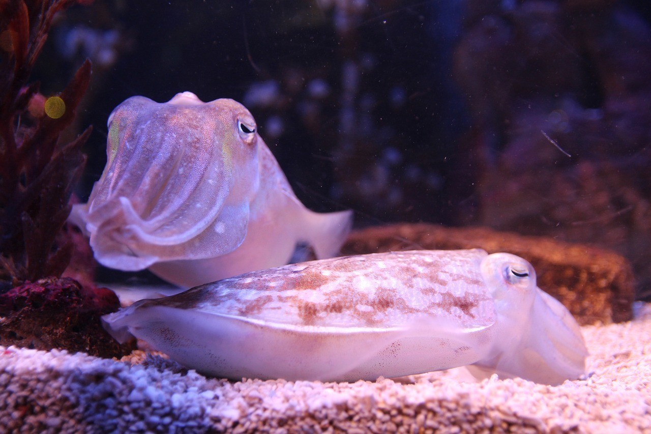 瑞麗市深藍花卉水族館 （瑞麗市深藍花卉水族館地址）