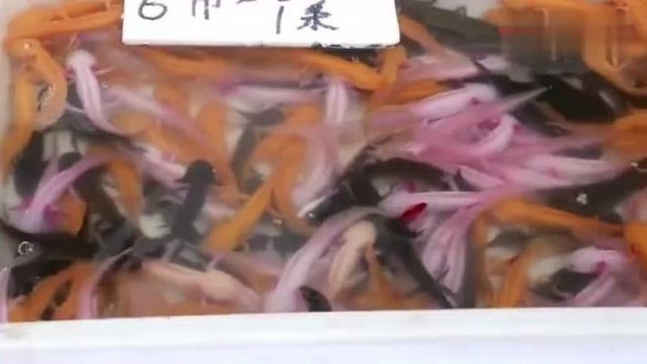 六角龍魚貴嗎值錢嗎多少錢（六角龍魚養殖成本分析六角龍魚價格趨勢六角龍魚價格趨勢）
