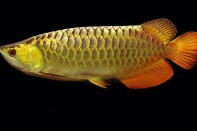 黃色六角龍魚身上有白斑怎么辦【黃色六角龍魚身上出現(xiàn)白斑怎么辦】