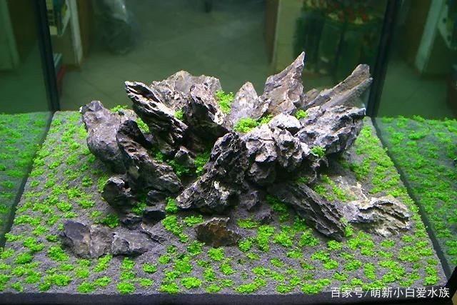 沂源縣歷山街道辦事處吉祥錦鯉水族館（濟(jì)南吉祥錦鯉） 沂源縣歷山街道辦事處吉祥錦鯉水族館（濟(jì)南吉祥錦鯉） 全國水族館企業(yè)名錄 第2張