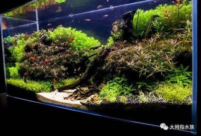 沂源縣歷山街道辦事處吉祥錦鯉水族館（濟(jì)南吉祥錦鯉） 沂源縣歷山街道辦事處吉祥錦鯉水族館（濟(jì)南吉祥錦鯉） 全國水族館企業(yè)名錄 第3張