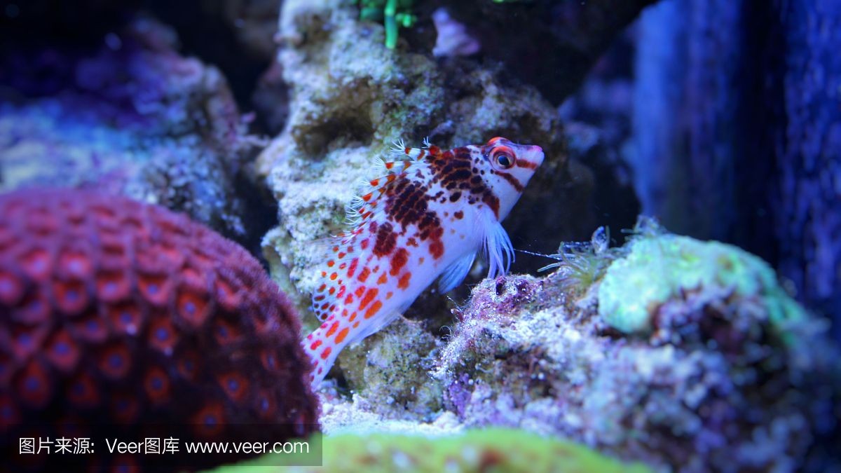 紅海魚缸中養淡水魚需要考慮哪些問題：紅海魚缸與淡水魚的區別