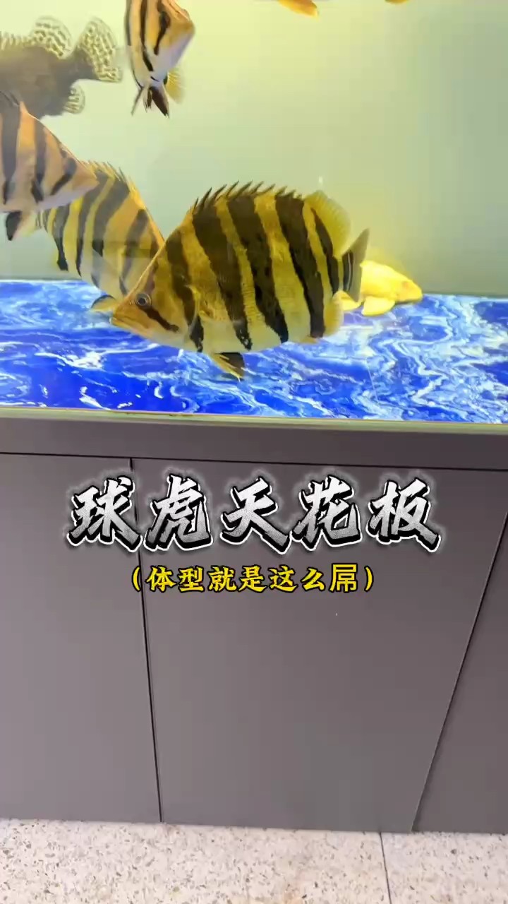 你說這個魚怎么樣