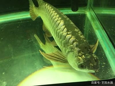 龍魚一會趴缸一會游動怎么回事：龍魚在魚缸中表現出一會游動的行為可能由多種因素引起