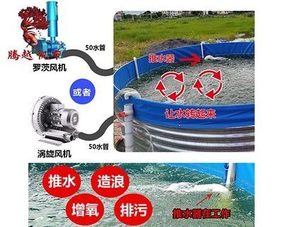 家庭養魚的技巧分享：家庭養殖黑魚的技巧