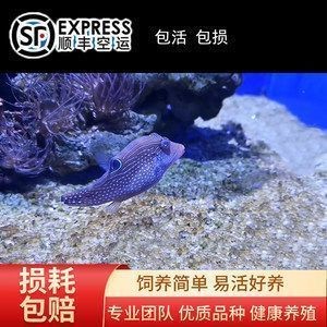 龍魚怎么發快遞：快遞龍魚長途運輸存活率提升方法是什么時候