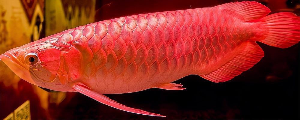 紅龍魚有哪些學習行為