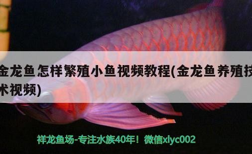 金龍魚怎樣繁殖小魚視頻教程(金龍魚養殖技術視頻)