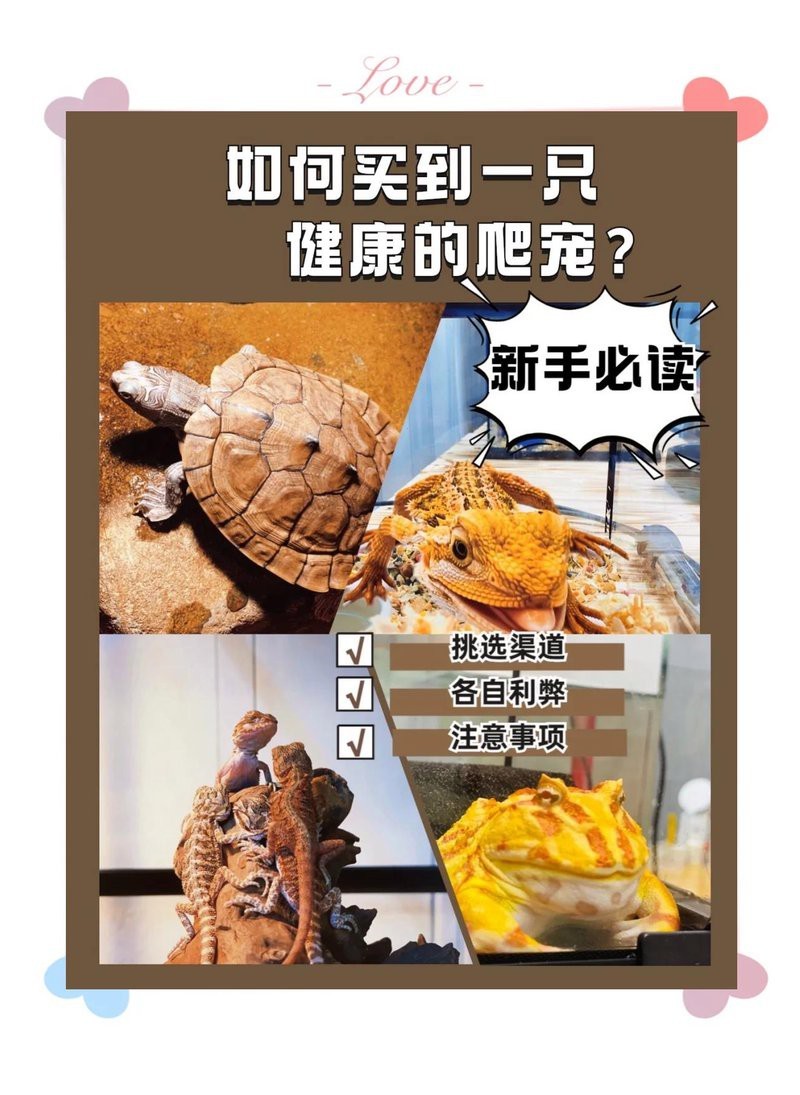 哪里可以購買到健康的龍魚？ 哪里可以購買到健康的龍魚？ 龍魚百科 第5張