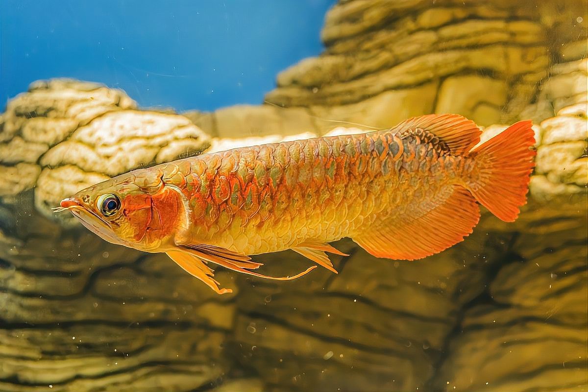 哪里可以購買到健康的龍魚？ 哪里可以購買到健康的龍魚？ 龍魚百科 第4張