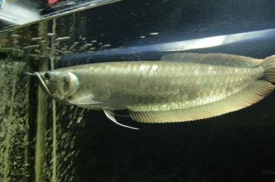 成年銀龍魚多久喂一次食物好（成年銀龍魚多久喂一次食物喂一次最合理-哲學）