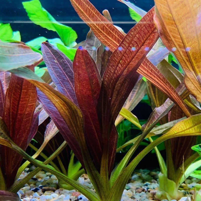 勛貍粑魚缸：勛貍粑勛貍粑魚缸 勛貍粑魚缸：勛貍粑勛貍粑魚缸 魚缸百科 第1張
