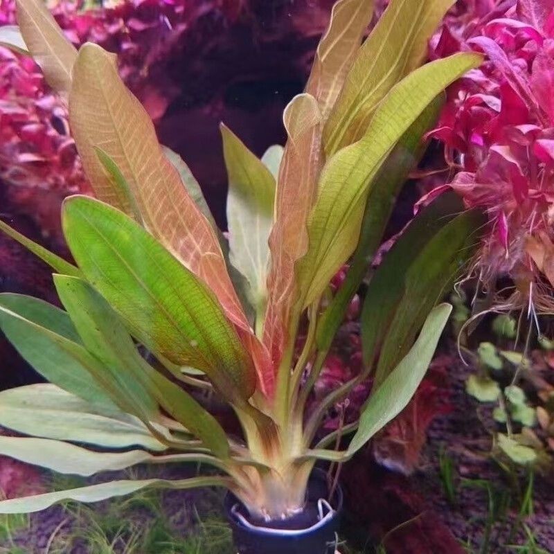 勛貍粑魚缸：勛貍粑勛貍粑魚缸 勛貍粑魚缸：勛貍粑勛貍粑魚缸 魚缸百科 第5張