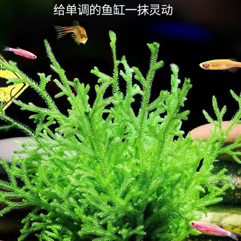 勛貍粑魚缸：勛貍粑勛貍粑魚缸 勛貍粑魚缸：勛貍粑勛貍粑魚缸 魚缸百科 第4張