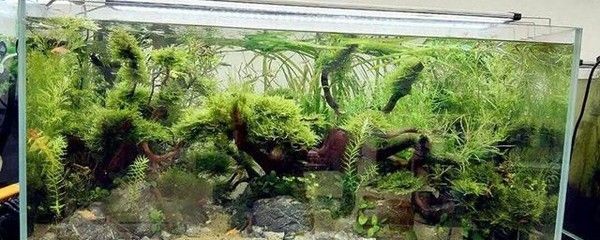 如何延長魚缸的使用壽命：養魚與水質管理的重要性養魚與水質管理的重要性養魚
