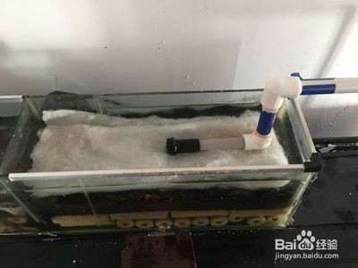 魚缸過濾器拆洗：如何安全拆卸魚缸過濾器